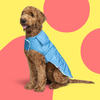size: Molly is wearing a size XLP