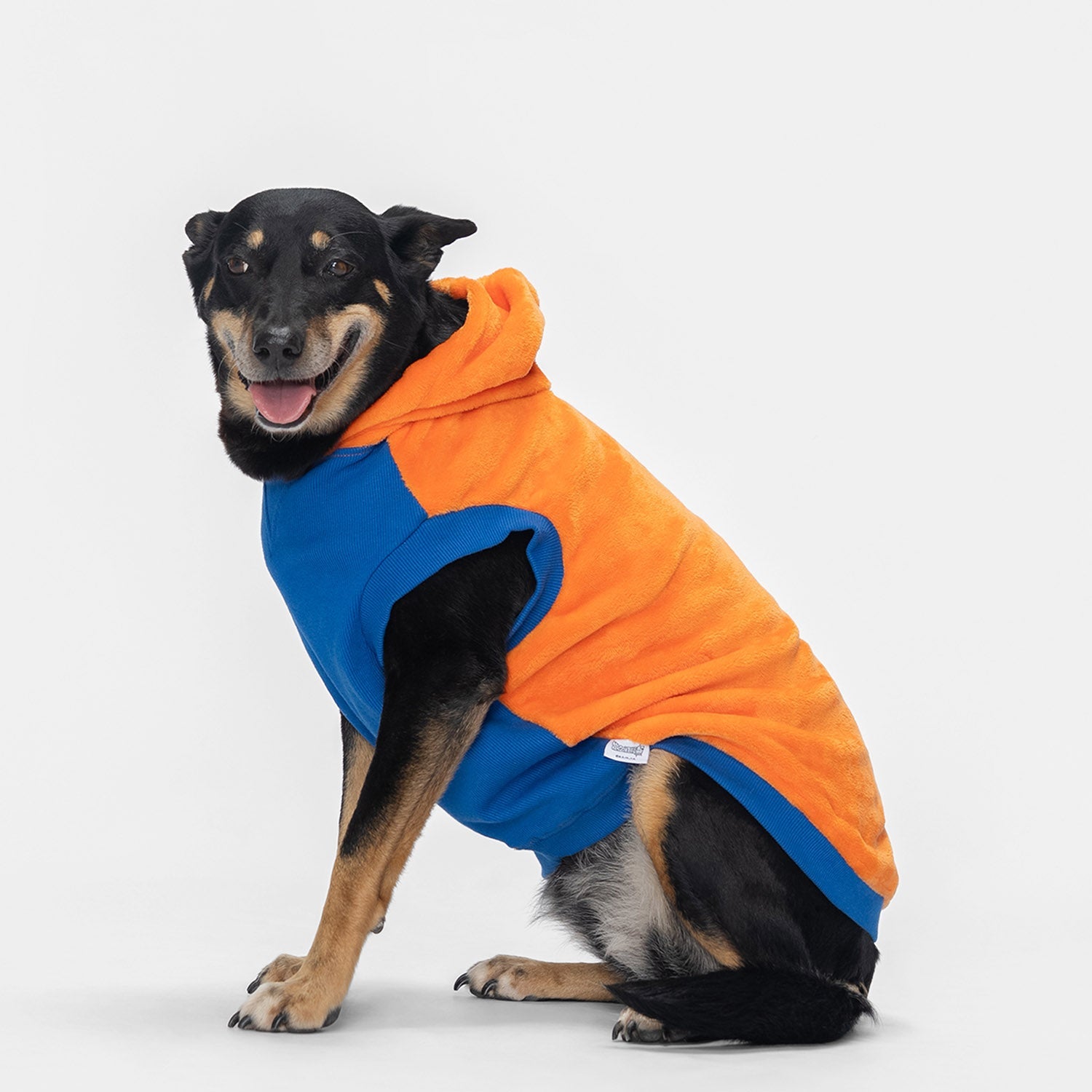 size: Lo is a Kelpie wearing a size XL