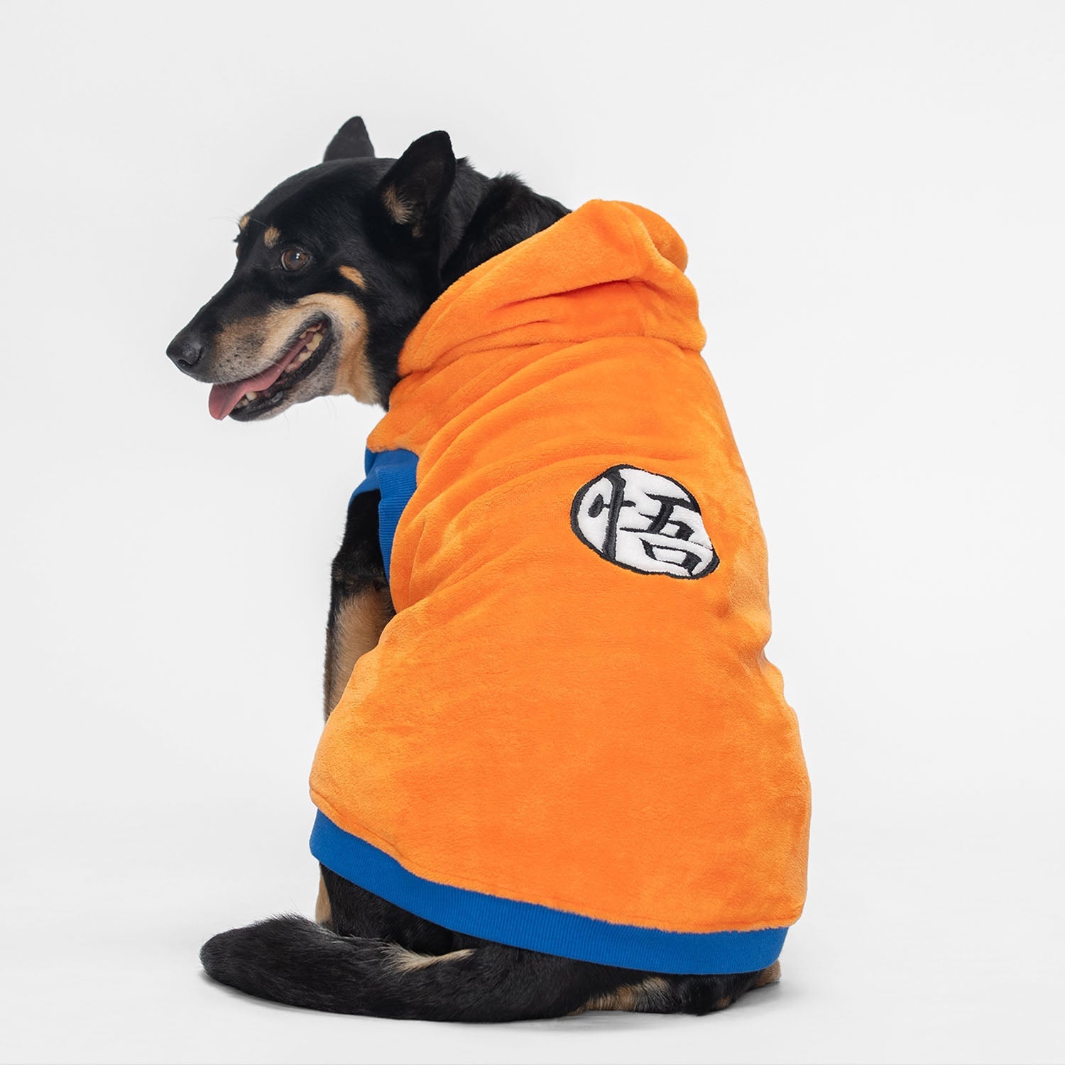 size: Lo is a Kelpie wearing a size XL