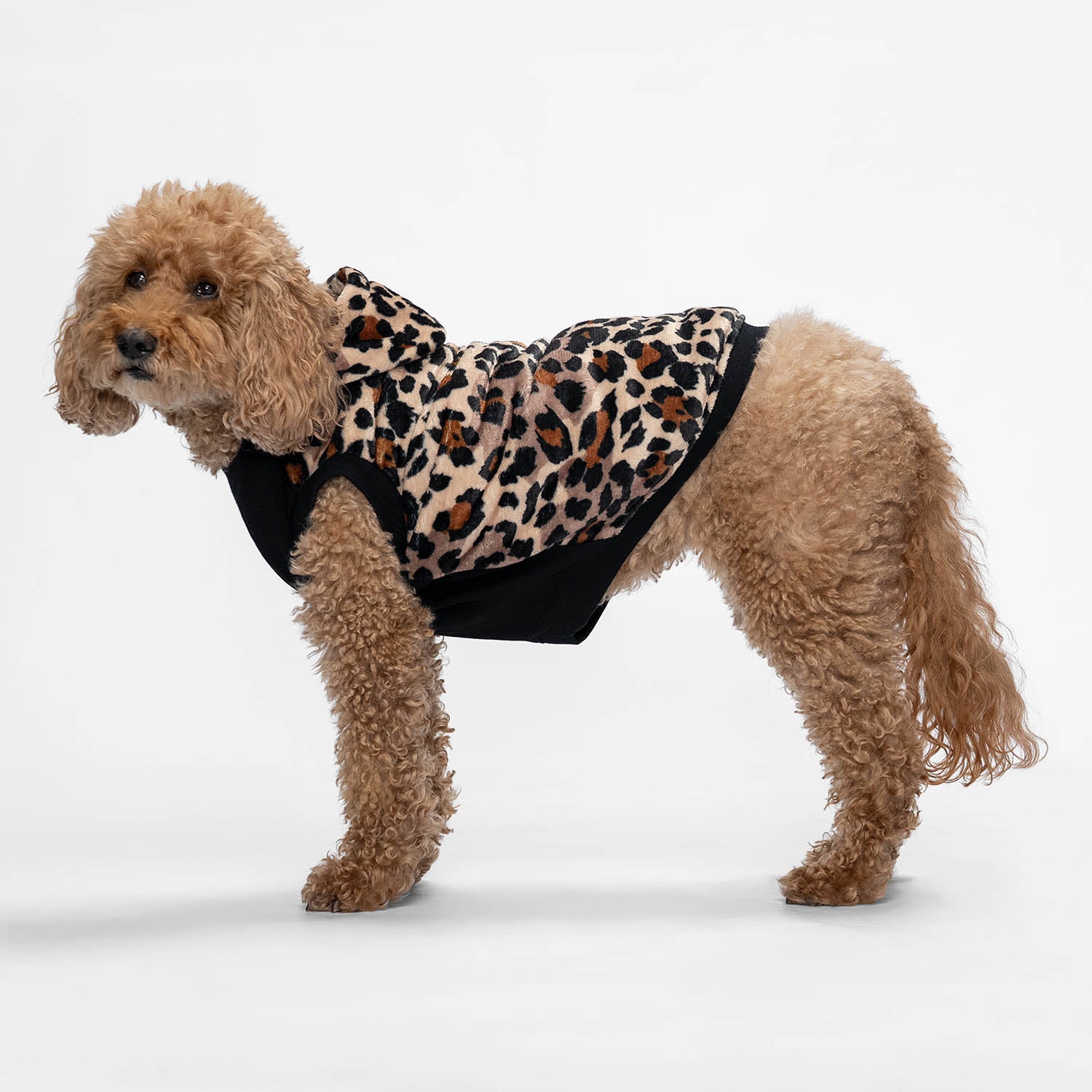 size: Kali - size XL, weight 13kg, age 10